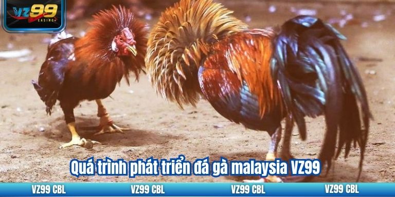Đá Gà Malaysia VZ99 Hướng Dẫn Cá Cược Quá trình phát triển đá gà malaysia VZ99
